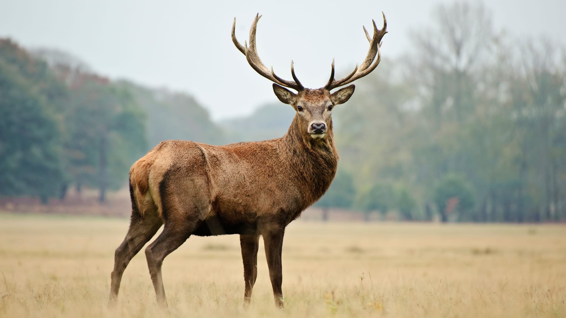 Rothirsch: Er besitzt einen breiten Hals und ein weit verzweigtes Geweih. Erwachsene Tiere haben in der Regel sechs oder sieben Enden je Geweihstange.