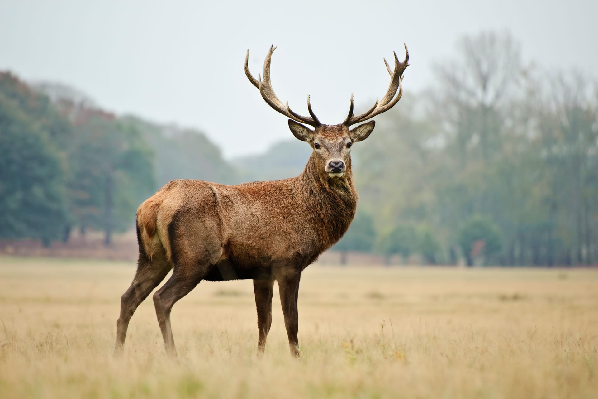 Rothirsch: Er besitzt einen breiten Hals und ein weit verzweigtes Geweih. Erwachsene Tiere haben in der Regel sechs oder sieben Enden je Geweihstange.