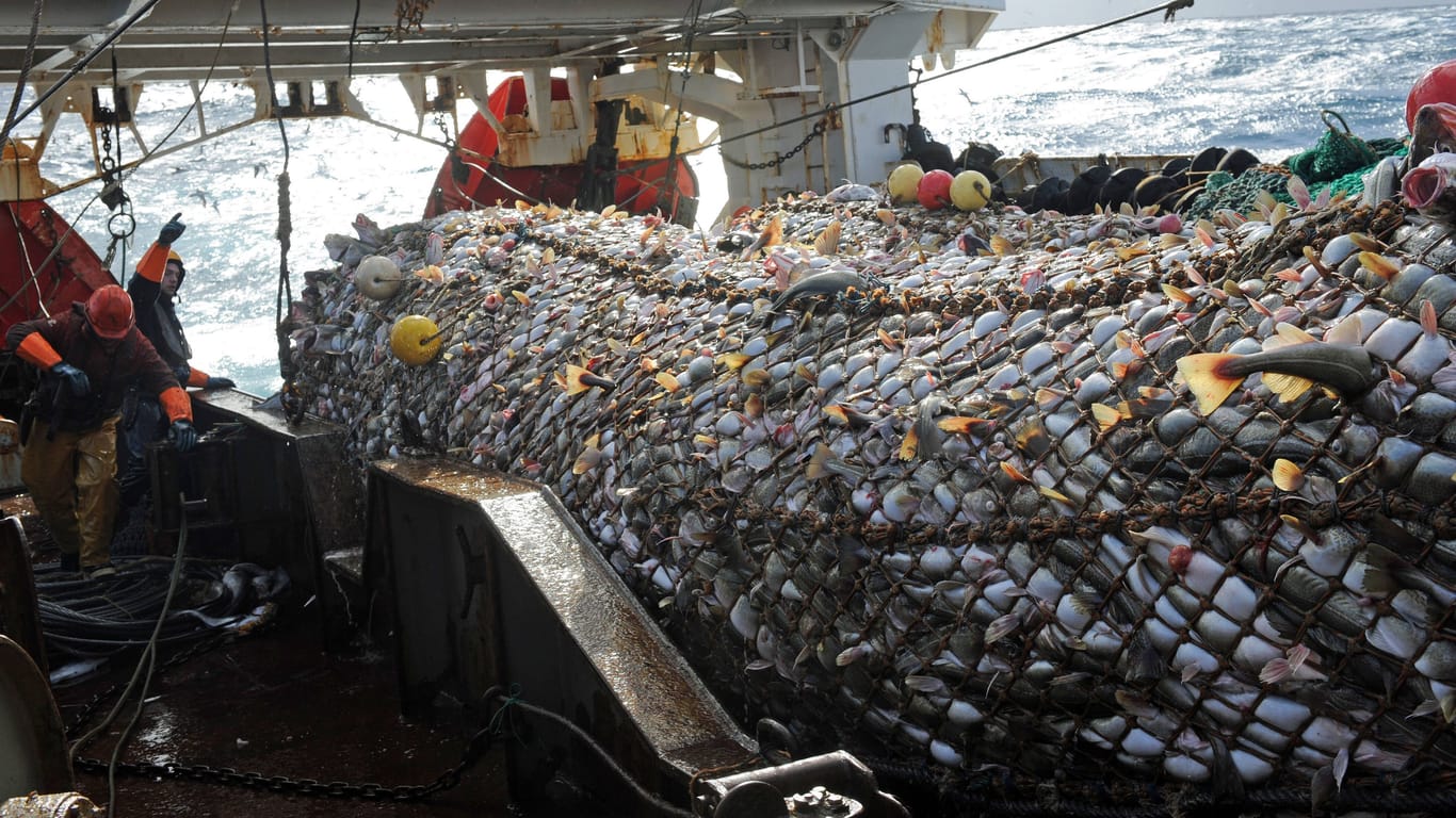 Die Crew eines Trawlers holt ihren Fang aus dem Nordatlantik ein: Mehr als ein Drittel der weltweiten Fischbestände sind überfischt. Den restlichen Beständen droht der Kollaps - sie gelten als "maximal genutzt".
