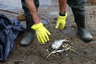 A member of the Polish Armed Forces removes dead fish by the Oder river, near the German border, as water contamination is believed to be the cause of a mass fish die-off, in Slubice, Poland, August 12, 2022.