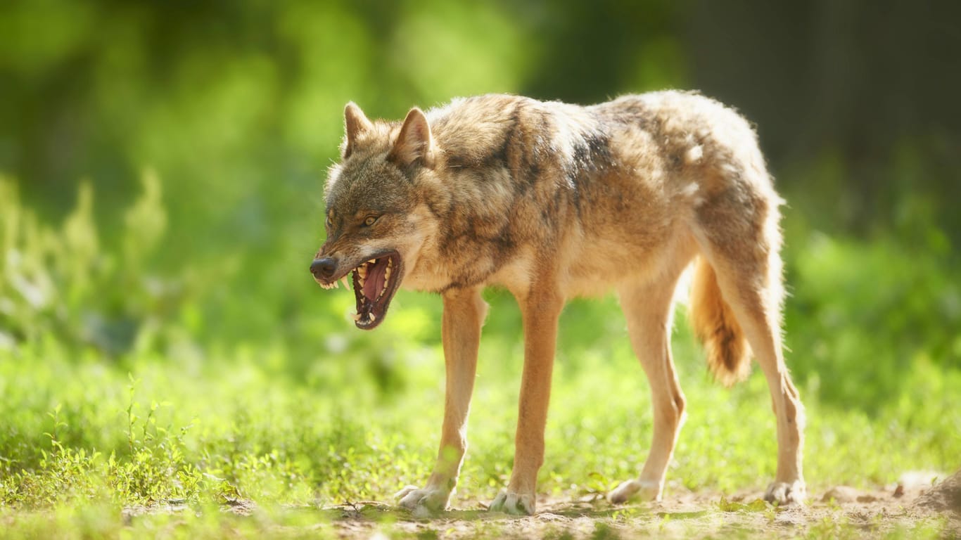 Ein Wolf zeigt Zähne (Symbolbild): Gibt es bald 800 Rudel in den Alpen?