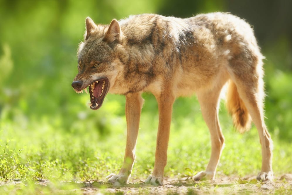 Ein Wolf zeigt Zähne (Symbolbild): Gibt es bald 800 Rudel in den Alpen?