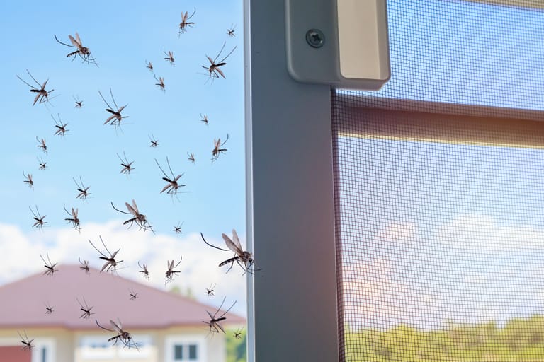 Fliegengitter schützen effektiv vor Insekten wie beispielsweise Mücken.