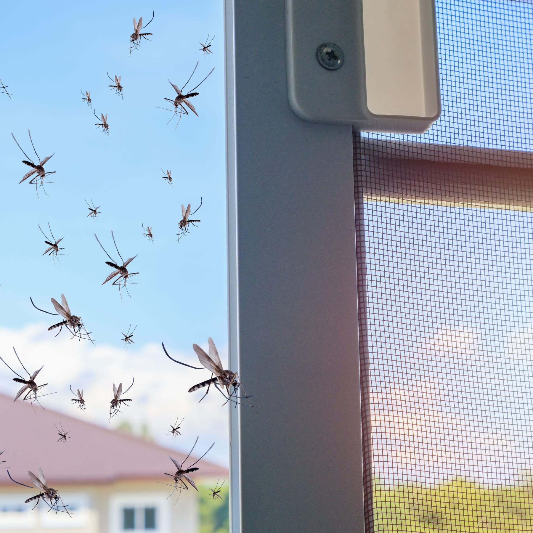 Fliegengitter, magnetischer Fliegenschutz, Netz-Fenstervorhänge,  Fensterschutz, Fliegengitter, Moskito-Insekten, 160 × 125 cm : :  Baumarkt
