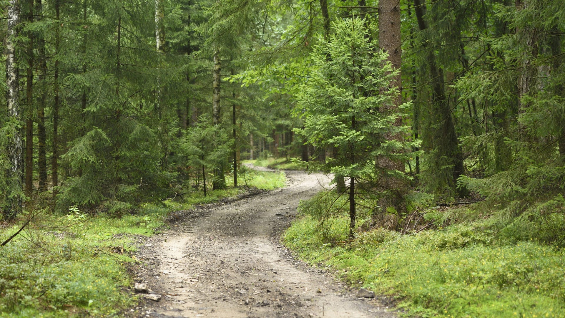 Waldstück in der Oberpfalz (Archiv): Bei einem Ausritt wurde eine Elfjährige von einem Pferd abgeworfen.