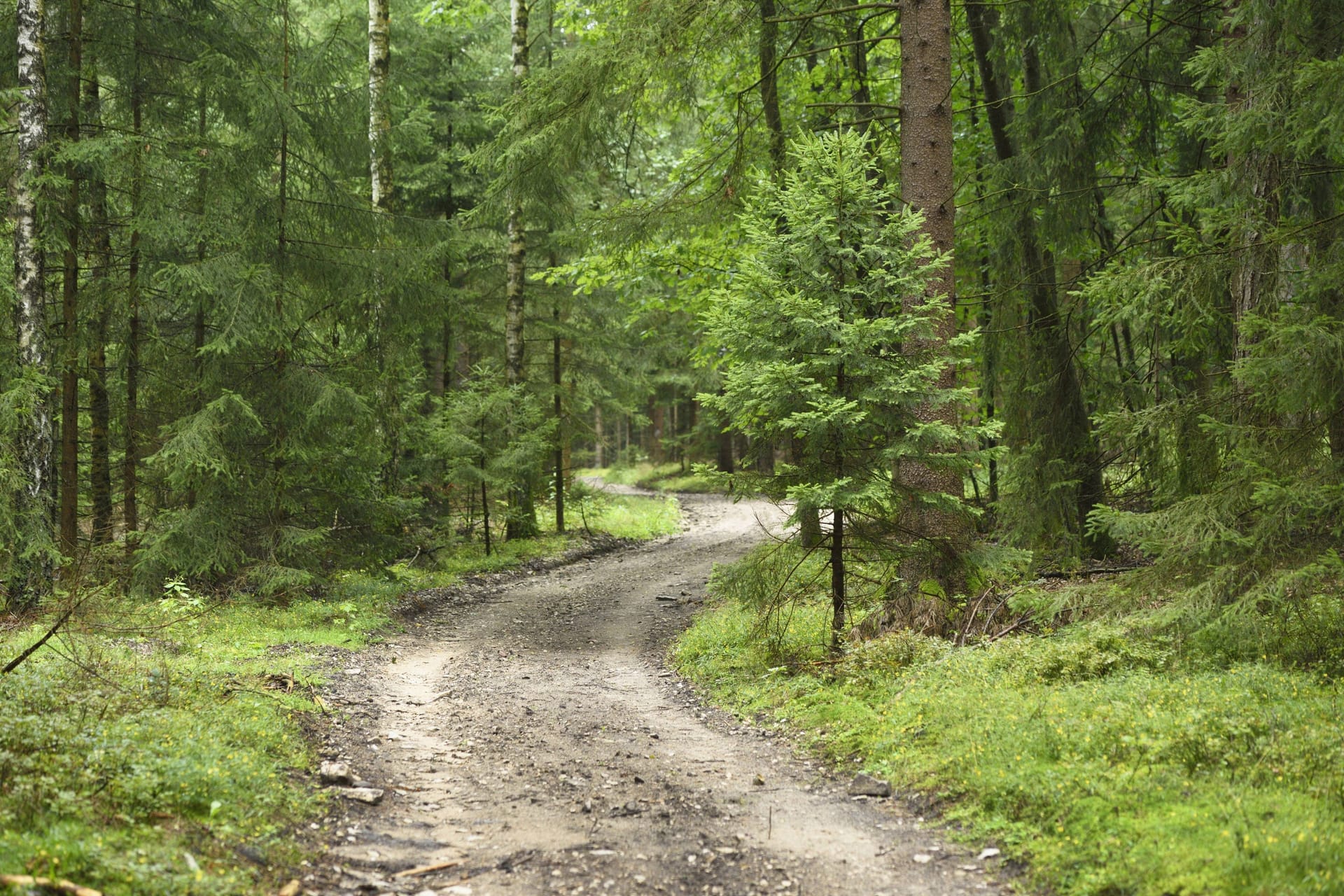 Waldstück in der Oberpfalz (Archiv): Bei einem Ausritt wurde eine Elfjährige von einem Pferd abgeworfen.