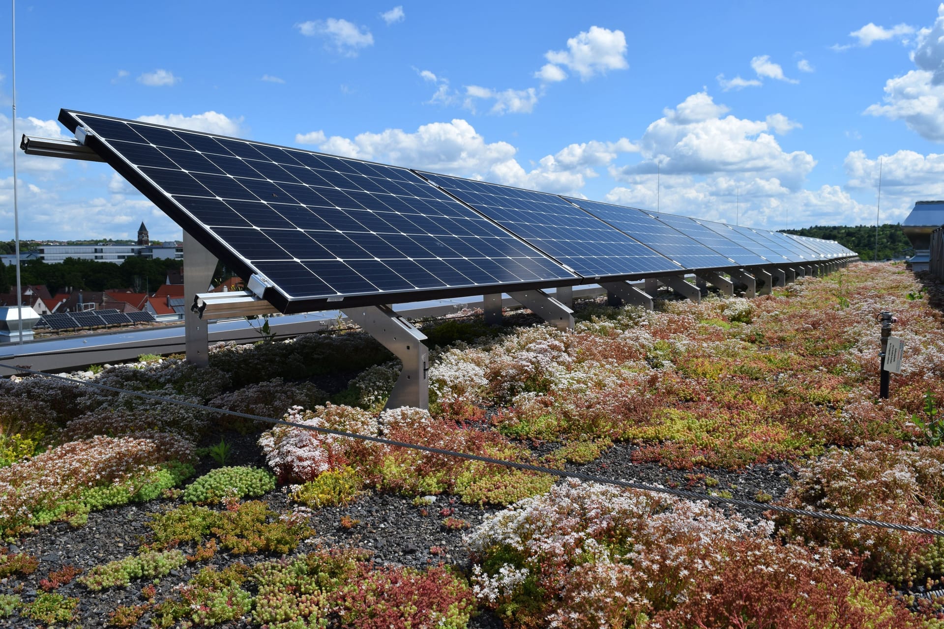 Dachbegrünung: Für ein Solargründach eignen sich niedrig wachsende Pflanzen, die Trockenheit gut vertragen.