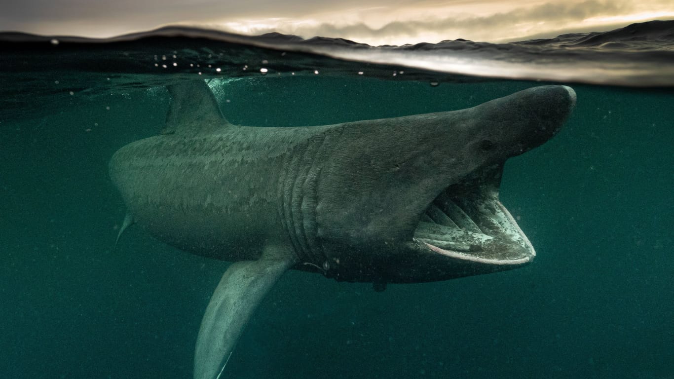 Riesenhai: Der bis zu zwölf Meter große Fisch ähnelt eher einem Seeungeheuer als einem Hai.