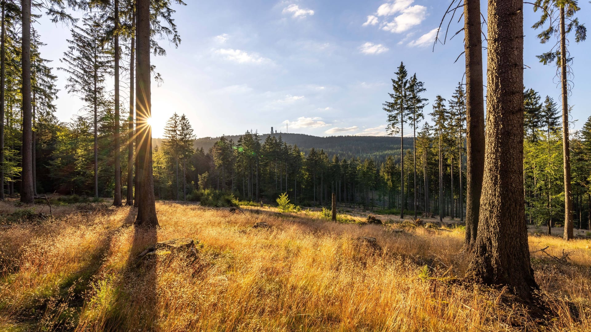 Trockener Wald (Symbolbild): In Franken gab es in diesem Jahr bisher historisch wenig Regen. Trockener Wald (Symbolbild): In Franken gab es in diesem Jahr bisher historisch wenig Regen.