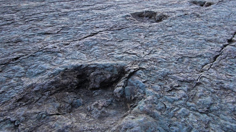 Fußabdrücke von Dinosauriern (Archivbild): In Texas hat jetzt der fast völlig ausgetrocknete Paluxy-Fluss neue Versteinerungen zum Vorschein gebracht.