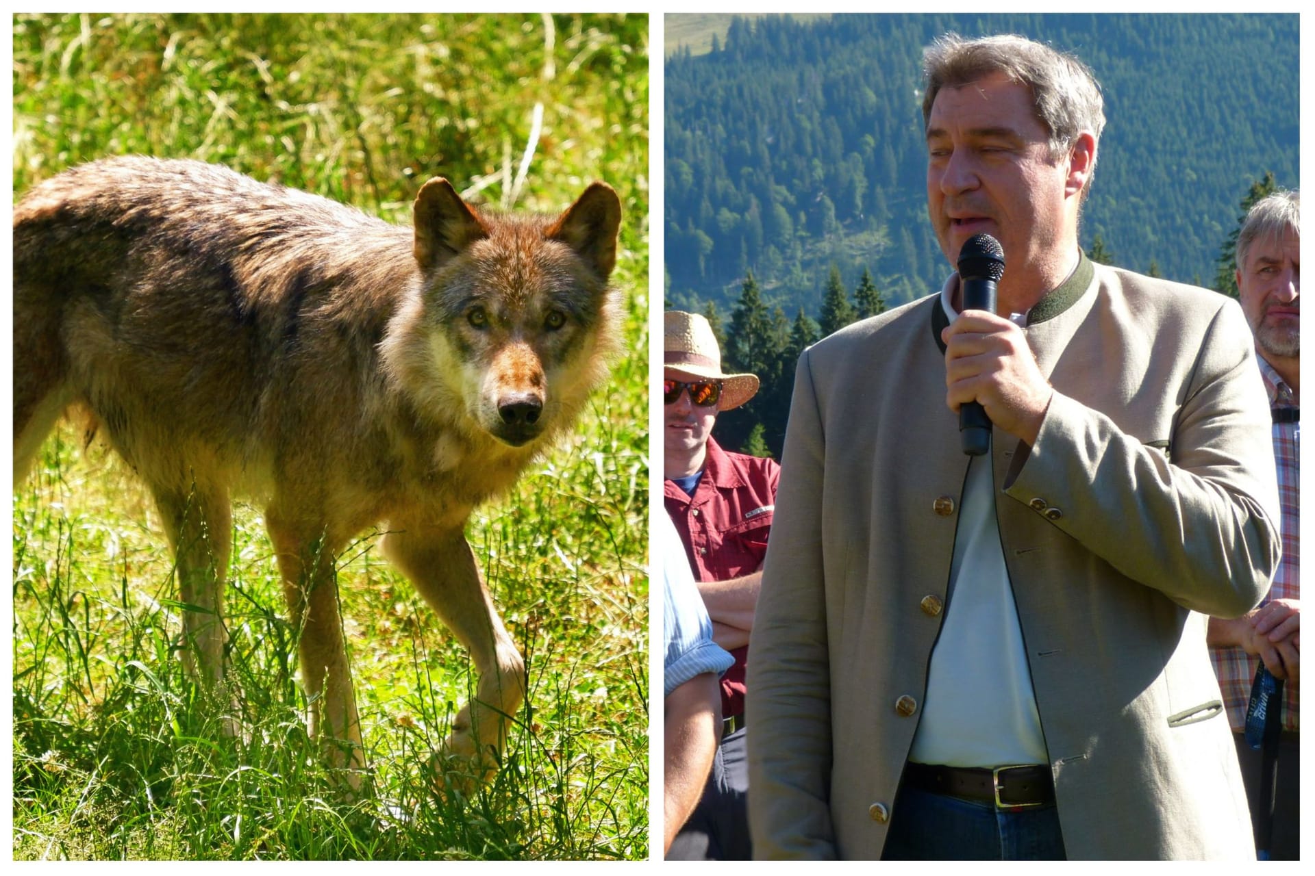 Markus Söder setzt sich dafür ein, Wölfe in Bayern auch abschießen zu dürfen. Auf einer Almbegehung preschte der bayerische Ministerpräsident weit vor, zum Gefallen seiner Zuhörer.