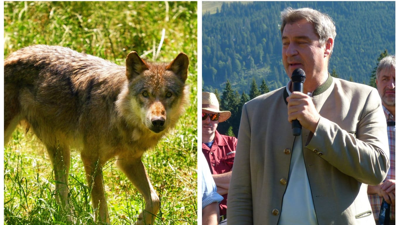 Markus Söder setzt sich dafür ein, Wölfe in Bayern auch abschießen zu dürfen. Auf einer Almbegehung preschte der bayerische Ministerpräsident weit vor, zum Gefallen seiner Zuhörer.