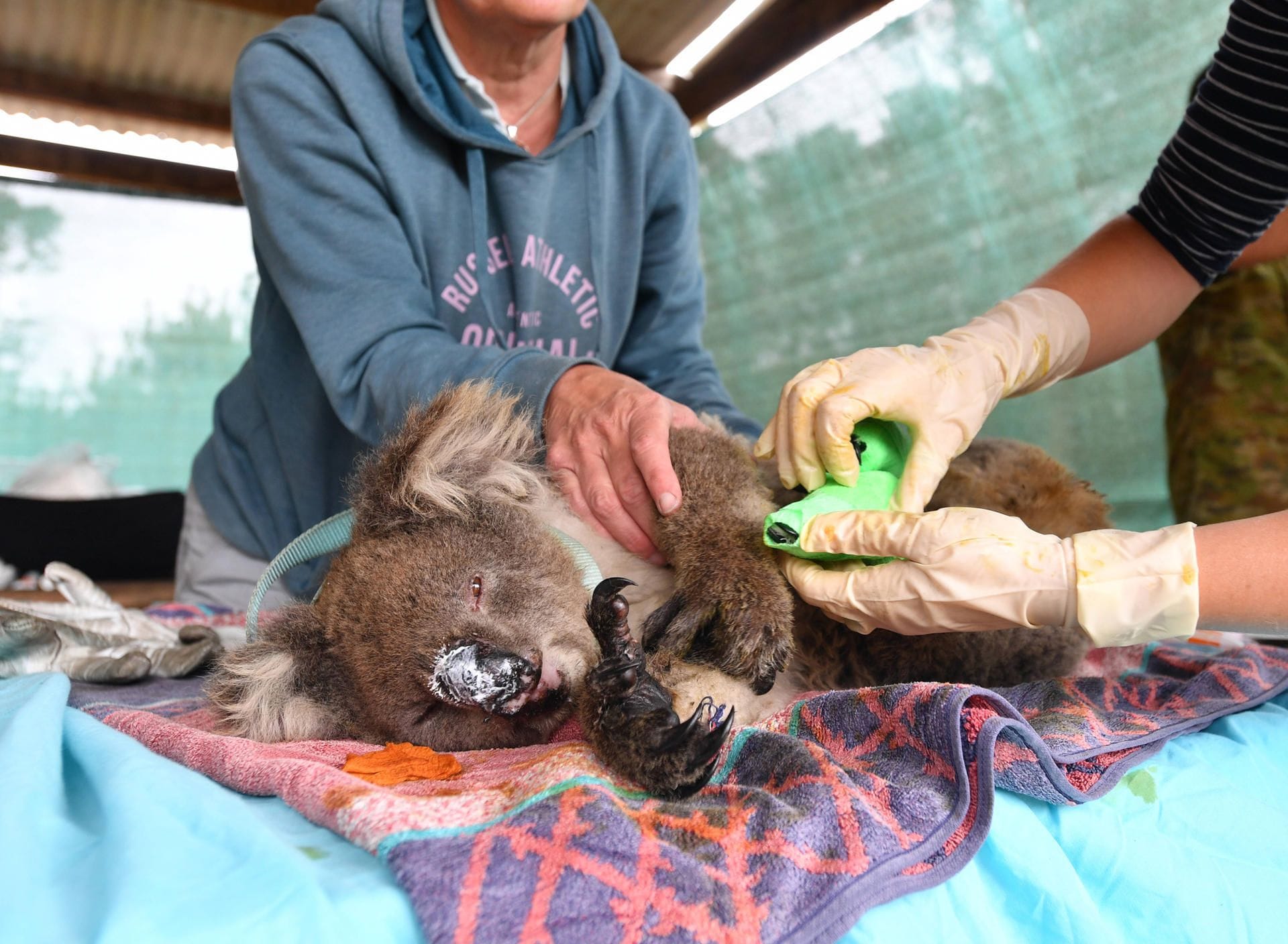 Ein Koala wird ärztlich versorgt: Die Koalas in Australien sind vom Aussterben bedroht. Es fehlt den Tieren auch an Lebensräumen.
