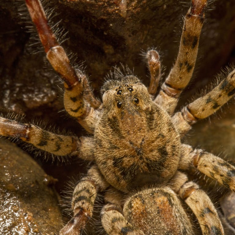 Zoropsis spinimana: Die Spinne stammt usprünglich aus der Mittelmeerregion.