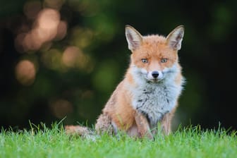 Tierischer Besuch: Dass ein Fuchs sich zum Picknick im Park gesellt, ist in vielen Städten keine Seltenheit mehr.