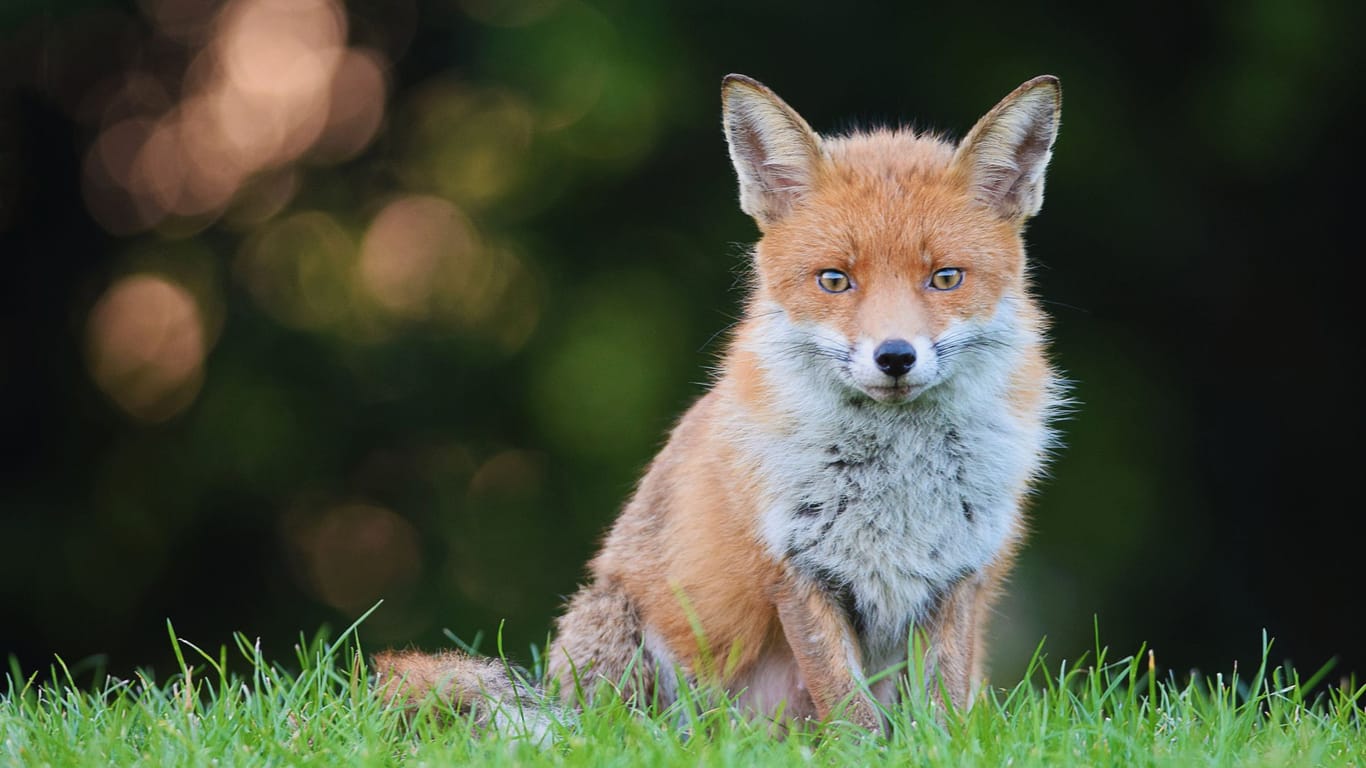 Tierischer Besuch: Dass ein Fuchs sich zum Picknick im Park gesellt, ist in vielen Städten keine Seltenheit mehr.