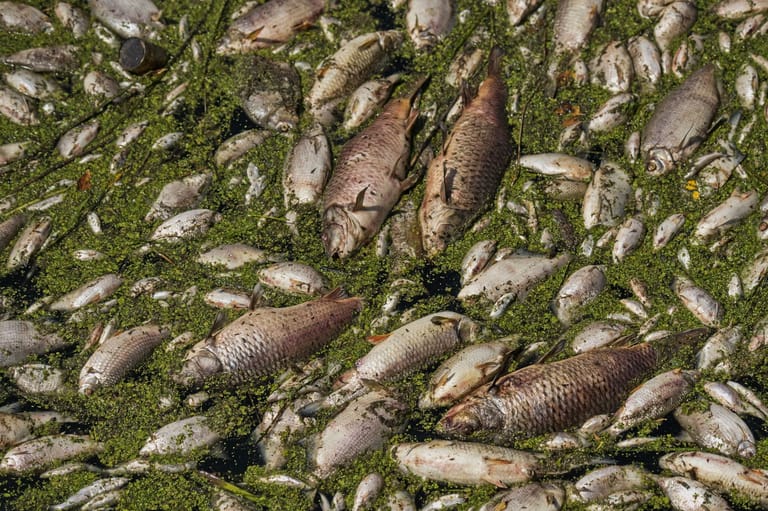 Tonnenweise Fische in Fluss in Tschechien verendet