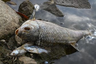 Tote Fische in der Oder: Die Ursache ist noch nicht gefunden.