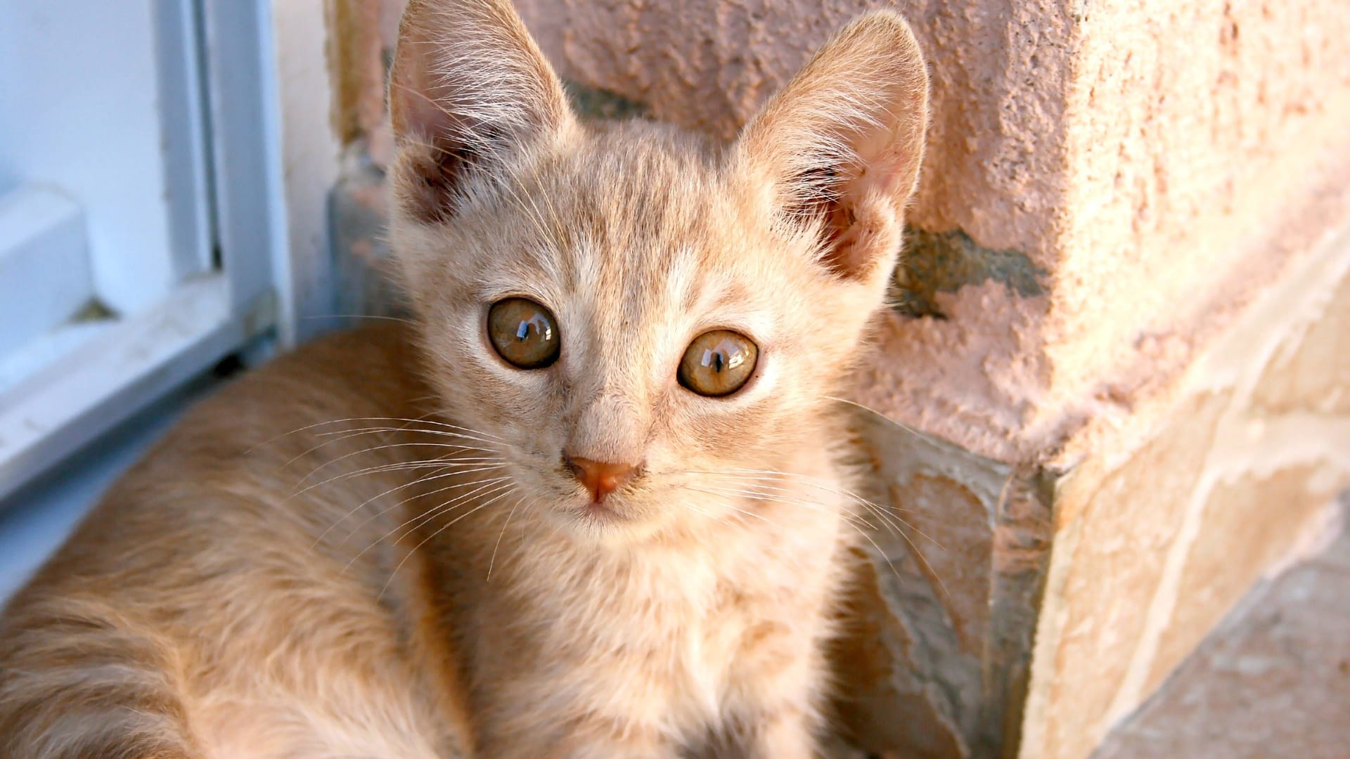 Eine Katze lehnt an einer Hauswand (Symbolfoto): In Insum bei Bremerhaven geht weiter die Angst vor einem Tierquäler um. Eine Katze lehnt an einer Hauswand (Symbolfoto): In Insum bei Bremerhaven geht weiter die Angst vor einem Tierquäler um.