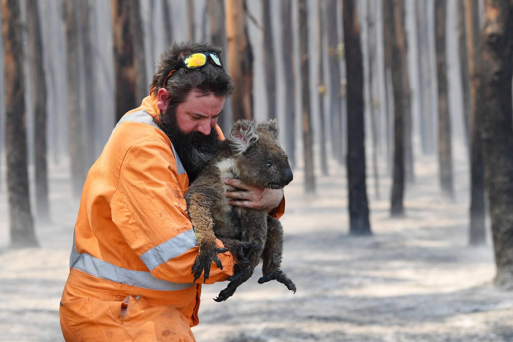 Ein Koala wird aus einem verbrannten Wald gerettet: Die ikonischen Tiere leiden vor allem unter dem Verlust ihrer Lebensräume in Australien.