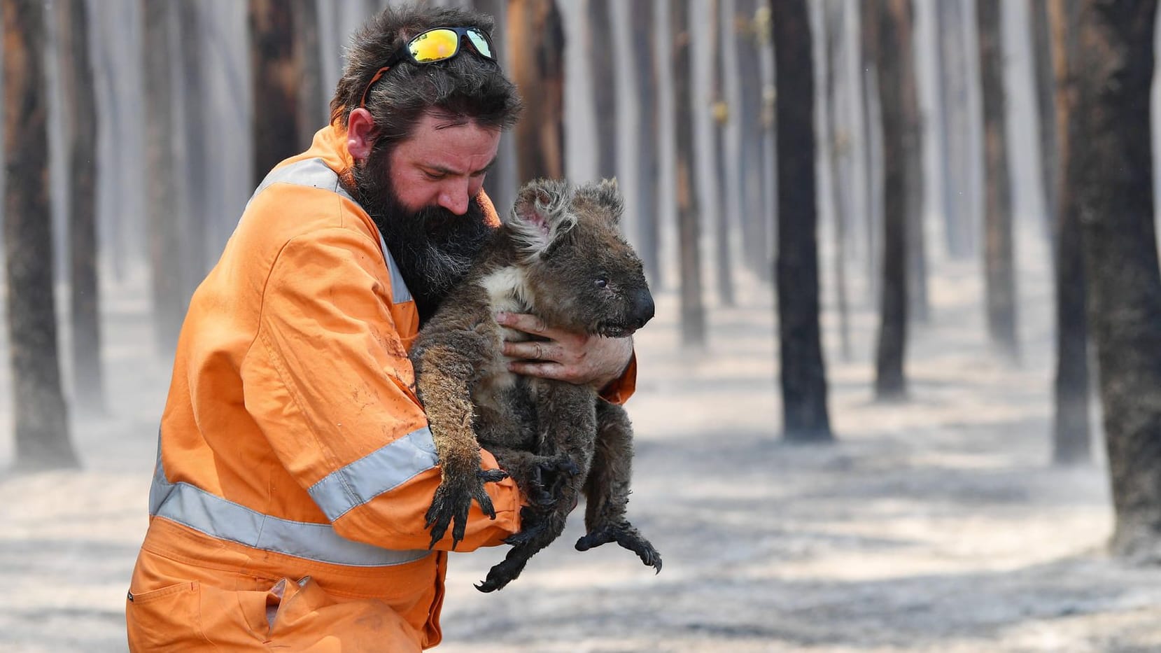 Ein Koala wird aus einem verbrannten Wald gerettet: Die ikonischen Tiere leiden vor allem unter dem Verlust ihrer Lebensräume in Australien.