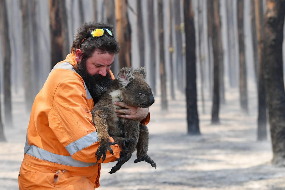 Ein Koala wird aus einem verbrannten Wald gerettet: Die ikonischen Tiere leiden vor allem unter dem Verlust ihrer Lebensräume in Australien.