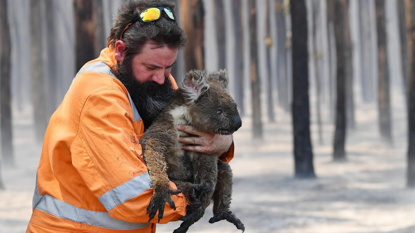 Ein Koala wird aus einem verbrannten Wald gerettet: Die ikonischen Tiere leiden vor allem unter dem Verlust ihrer Lebensräume in Australien.