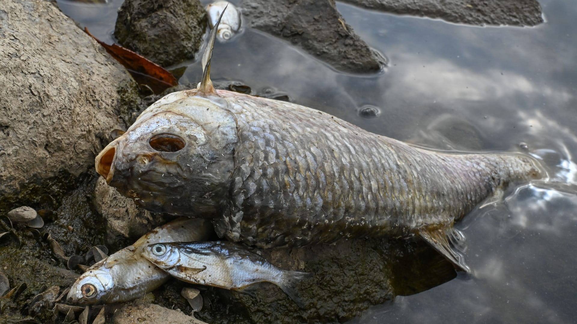 Tote Fische liegen am Ufer des deutsch-polnischen Grenzflusses Oder. Seit mehren Tagen beschäftigt das massive Fischsterben im Fluss Oder Anwohner.