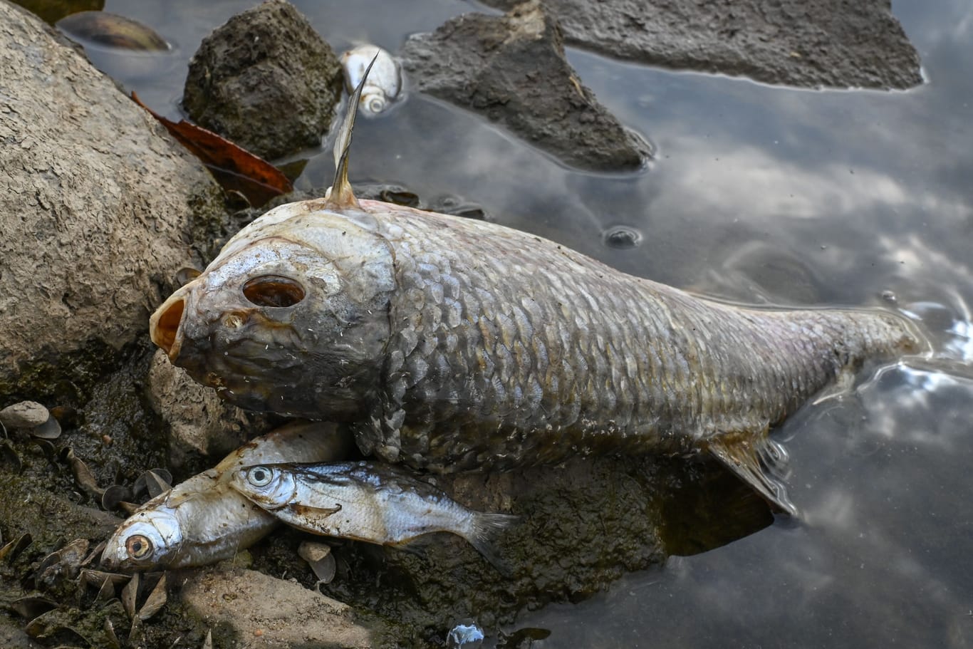 Tote Fische liegen am Ufer des deutsch-polnischen Grenzflusses Oder. Seit mehren Tagen beschäftigt das massive Fischsterben im Fluss Oder Anwohner.