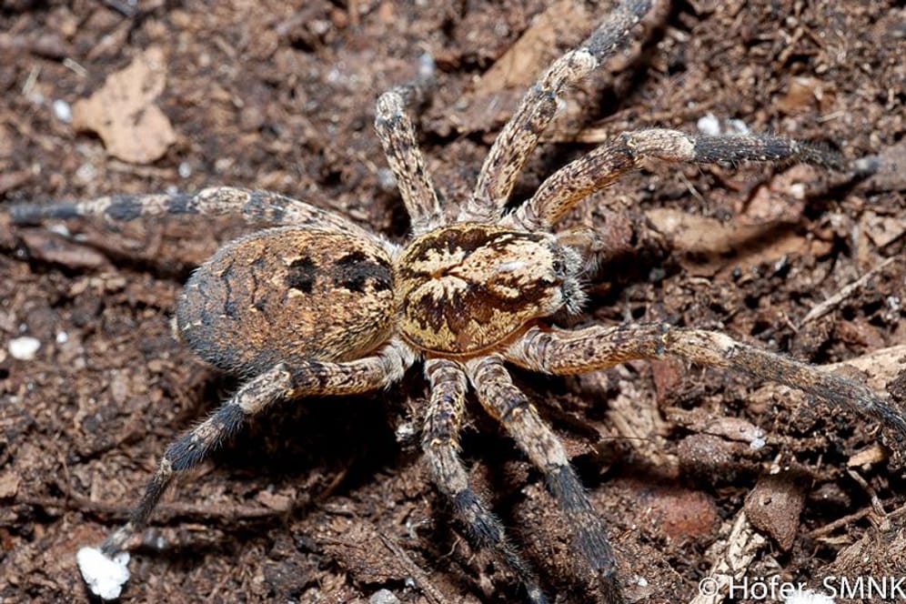 Weibliche Zoropsis Spinimana: Die Spinne paart sich im Herbst.