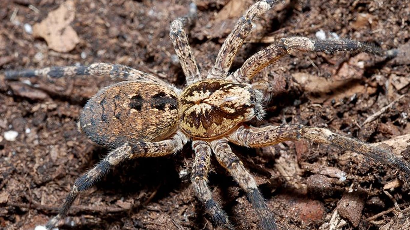 Weibliche Zoropsis Spinimana: Die Spinne paart sich im Herbst.
