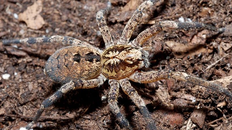 Weibliche Zoropsis Spinimana: Die Spinne paart sich im Herbst.