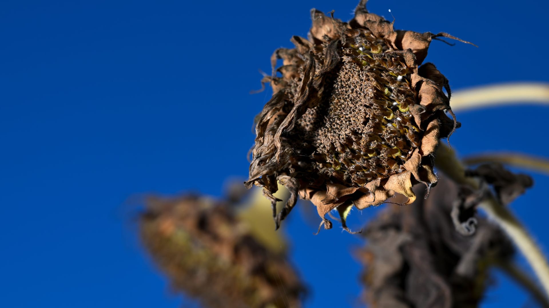 Ausgetrocknete Sonnenblumen: Dieser Sommer war nicht nur einer der heißesten, sondern auch der trockensten.