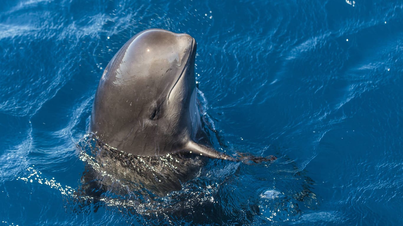 Ein Grindwal im Wasser. Die Tiere gehören zur Familie der Delfine.