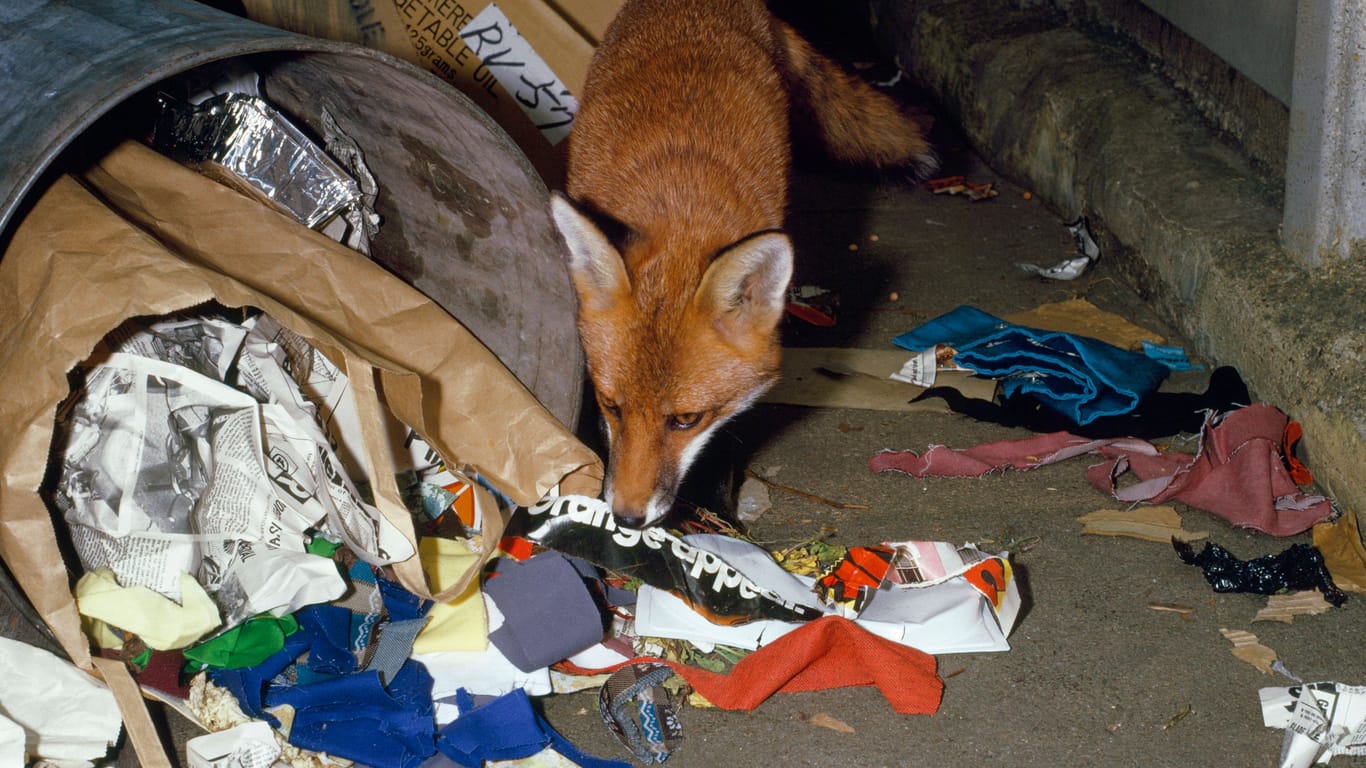 Gefundenes Fressen: Im urbanen Raum werden Füchse bei der Nahrungssuche oft in Mülltonnen fündig.