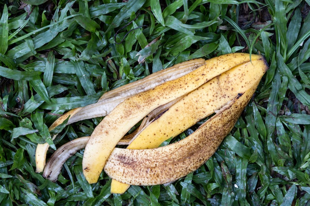 Bananenschale: Küchenabfälle sollten stets mit ausreichend Grünabfällen vermengt werden.