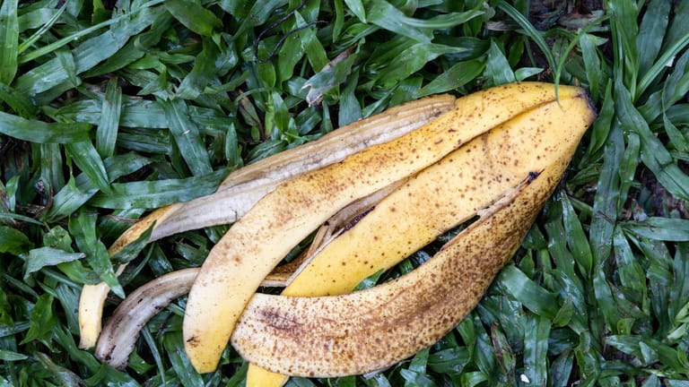 Bananenschale: Küchenabfälle sollten stets mit ausreichend Grünabfällen vermengt werden.