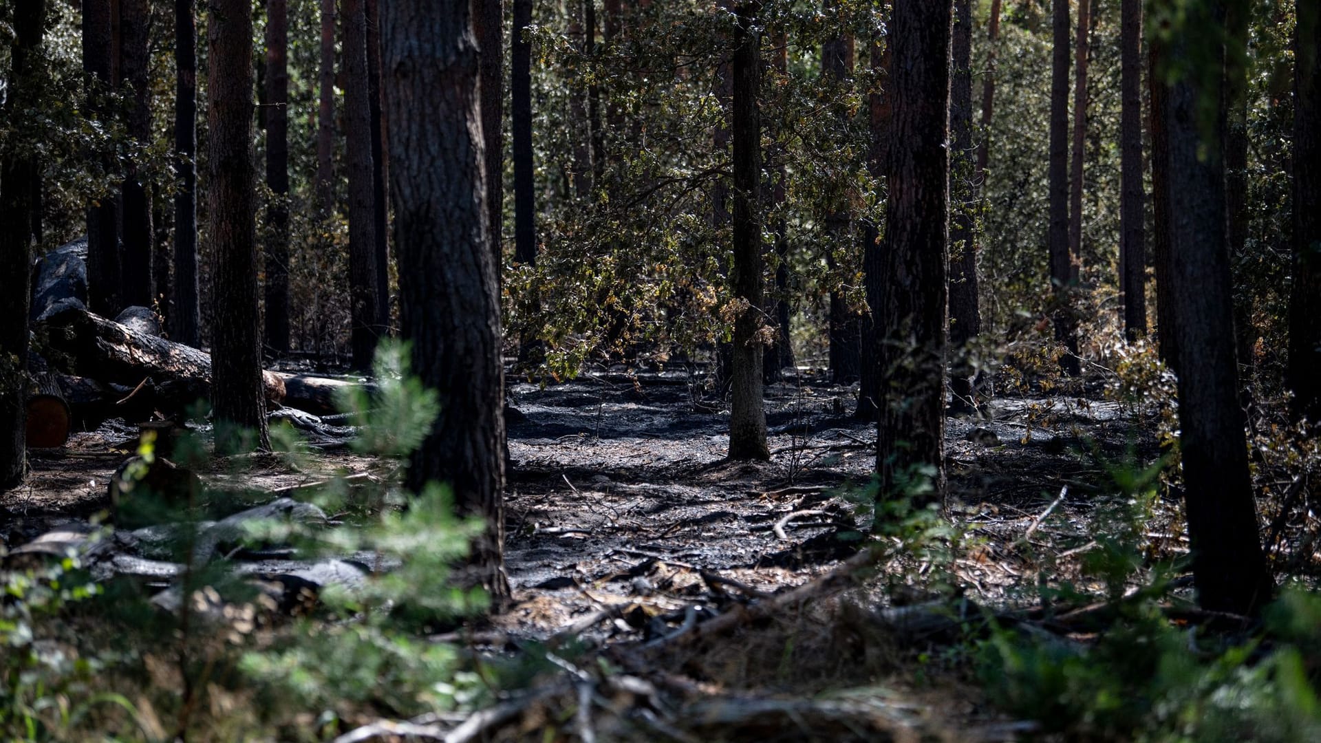 Der verbrannte Wald im Grunewald (Archiv): Die Schäden sind nicht so dramatisch wie befürchtet. Der verbrannte Wald im Grunewald (Archiv): Die Schäden sind nicht so dramatisch wie befürchtet.