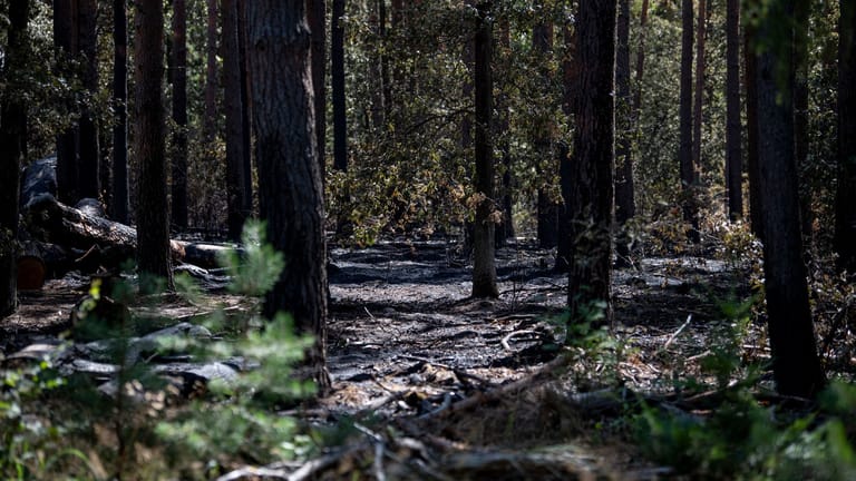Der verbrannte Wald im Grunewald (Archiv): Die Schäden sind nicht so dramatisch wie befürchtet.