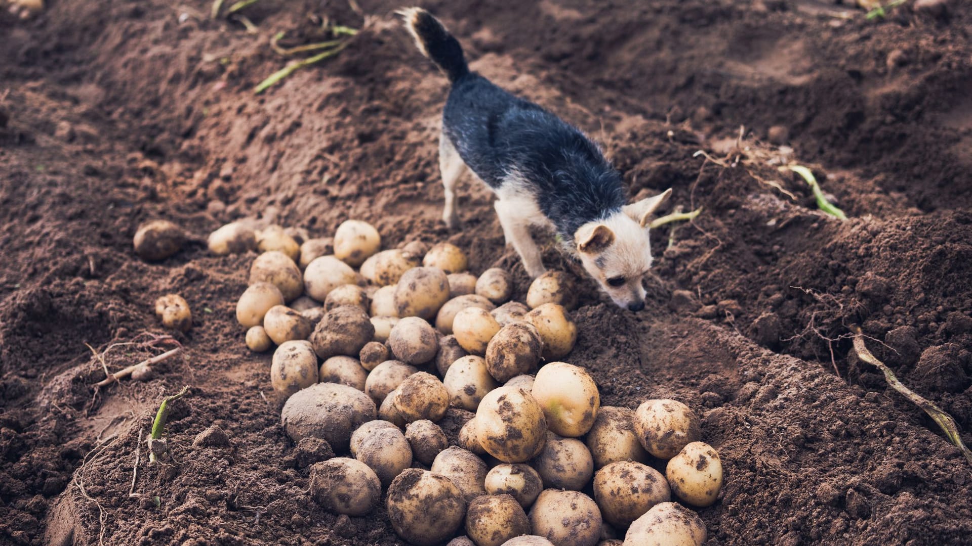 Kartoffeln: Sind sie für Hunde giftig oder ungefährlich?