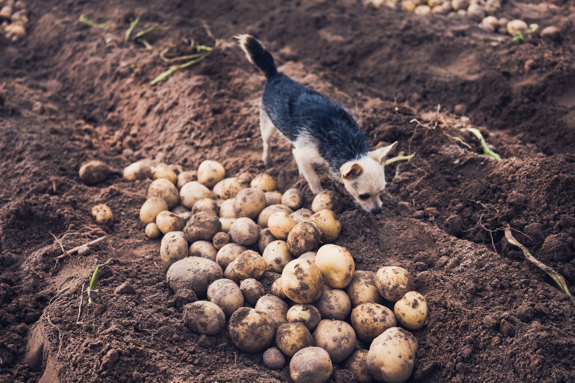 Kartoffeln: Sind sie für Hunde giftig oder ungefährlich?