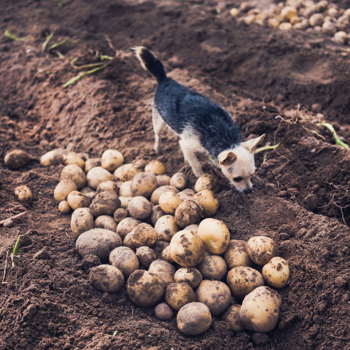 Dürfen Hunde Kartoffeln essen?