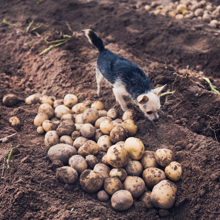 Kartoffeln: Sind sie für Hunde giftig oder ungefährlich?