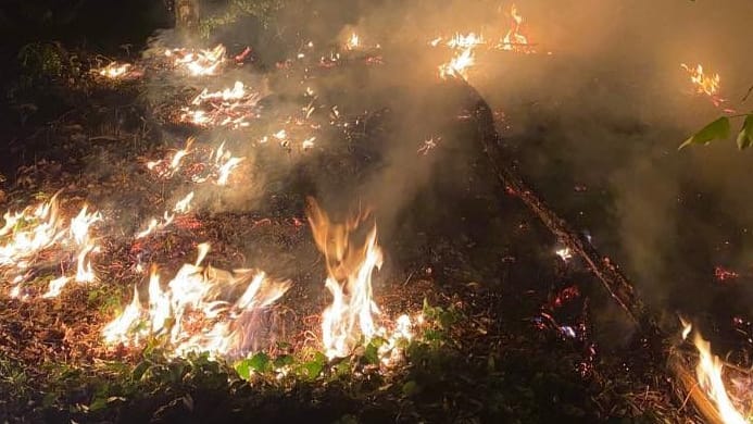 Flammen im Grunewald: Dieses Foto veröffentlichte die Berliner Feuerwehr auf Twitter.