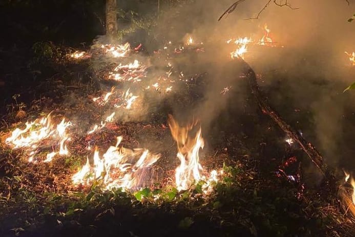 Flammen im Grunewald: Dieses Foto veröffentlichte die Berliner Feuerwehr auf Twitter.