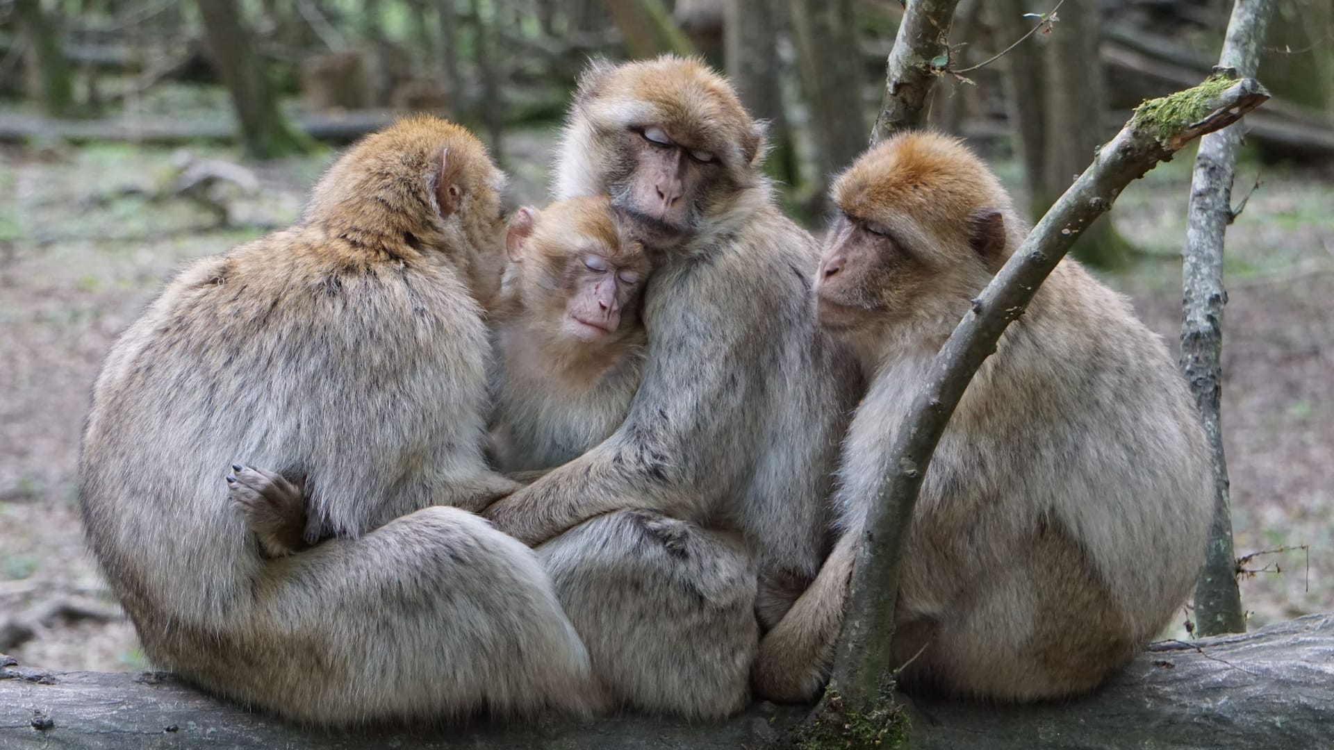 In freier Natur: Berberaffen leben als einzige Makakenart nicht in Asien, sondern im Rifgebirge und im Mittleren Atlas in Marokko und in der großen und kleinen Kabylei in Algerien.