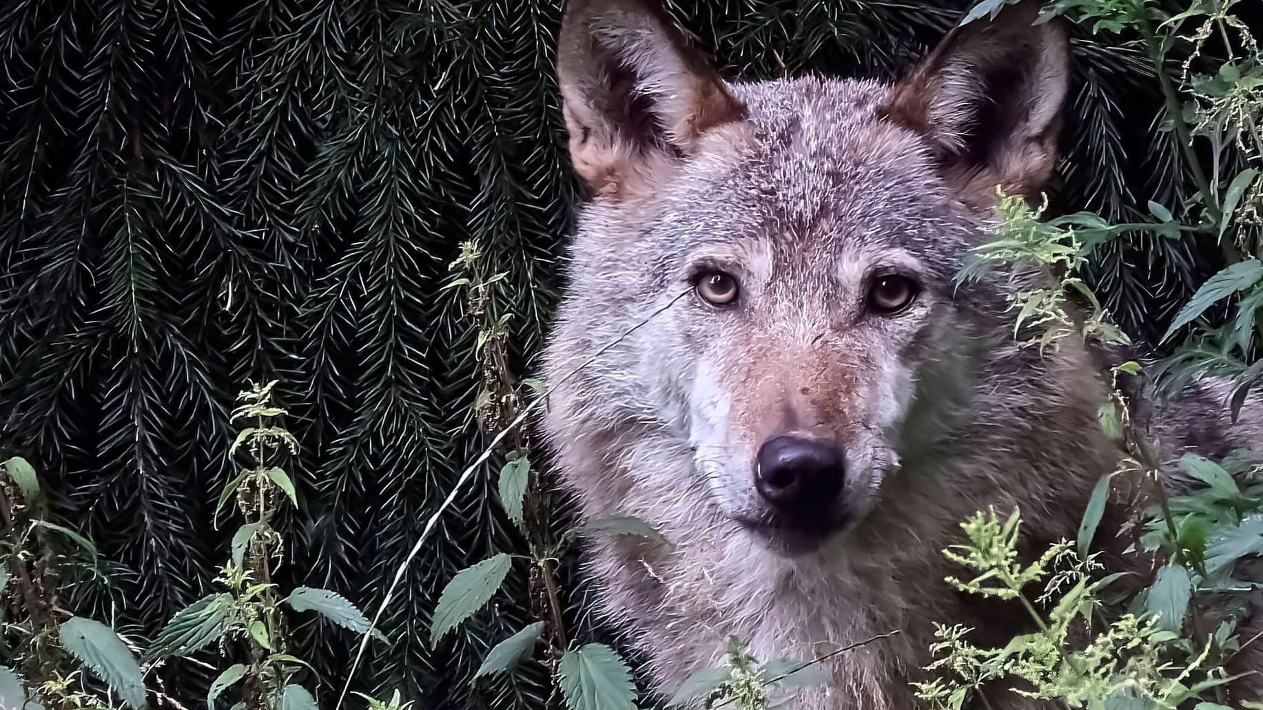 Ein Wolf im Wildgatter Oberrabenstein: Deutschlandweite Zahlen geben einen Überblick über die verursachten Schäden, die vom Staat erstattet wurden.