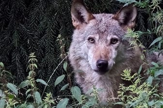 Ein Wolf im Wildgatter Oberrabenstein: Deutschlandweite Zahlen geben einen Überblick über die verursachten Schäden, die vom Staat erstattet wurden.