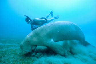 Dugong-Seekühe: Die Säugetiere ernähren sich von Seegras und sind normalerweise äußerst schreckhaft.