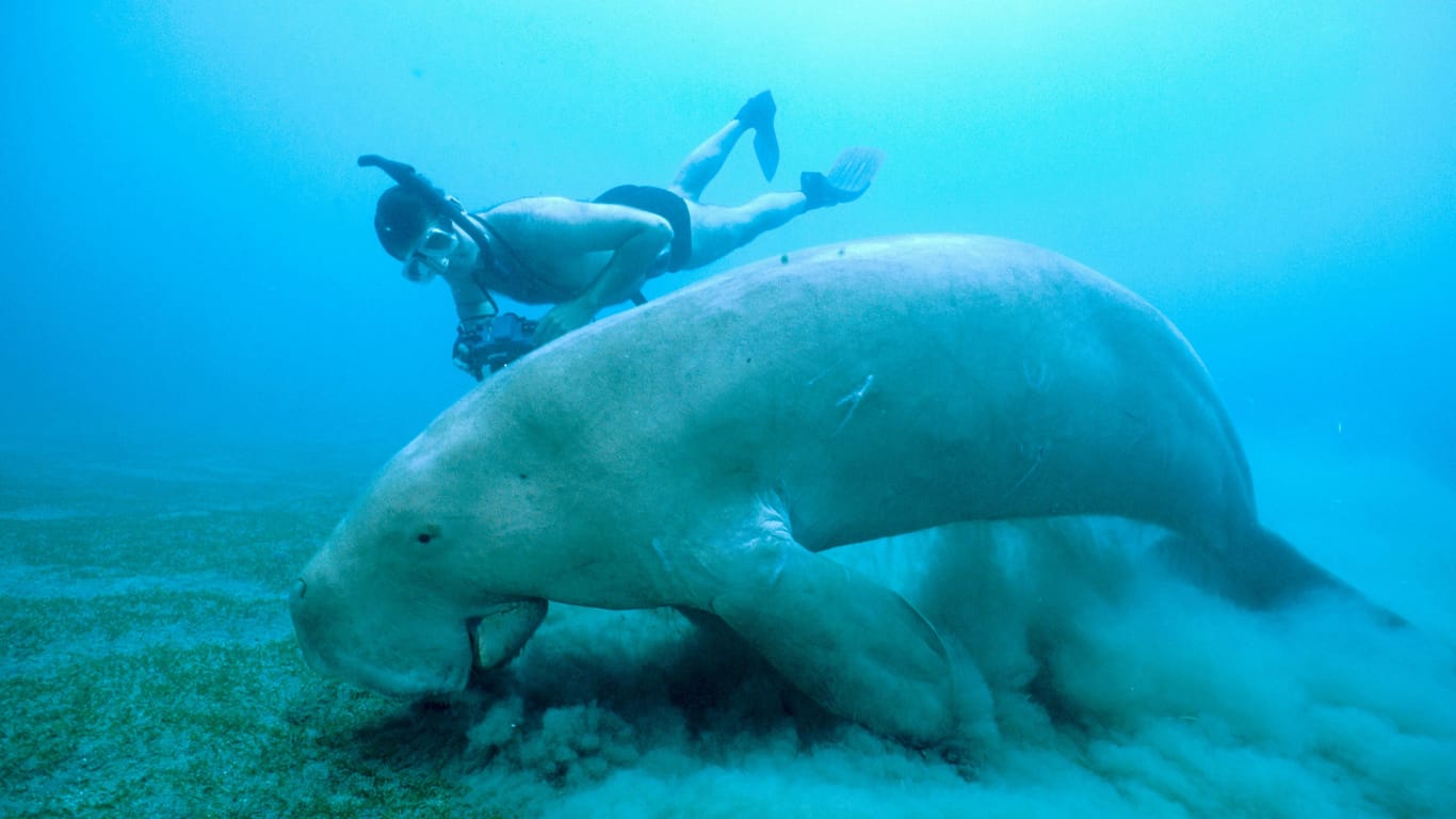 Dugong-Seekühe: Die Säugetiere ernähren sich von Seegras und sind normalerweise äußerst schreckhaft.